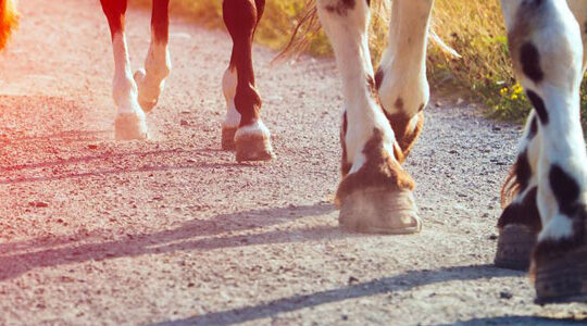 solutions-pour-la-stabilisation-des-sols-equestres